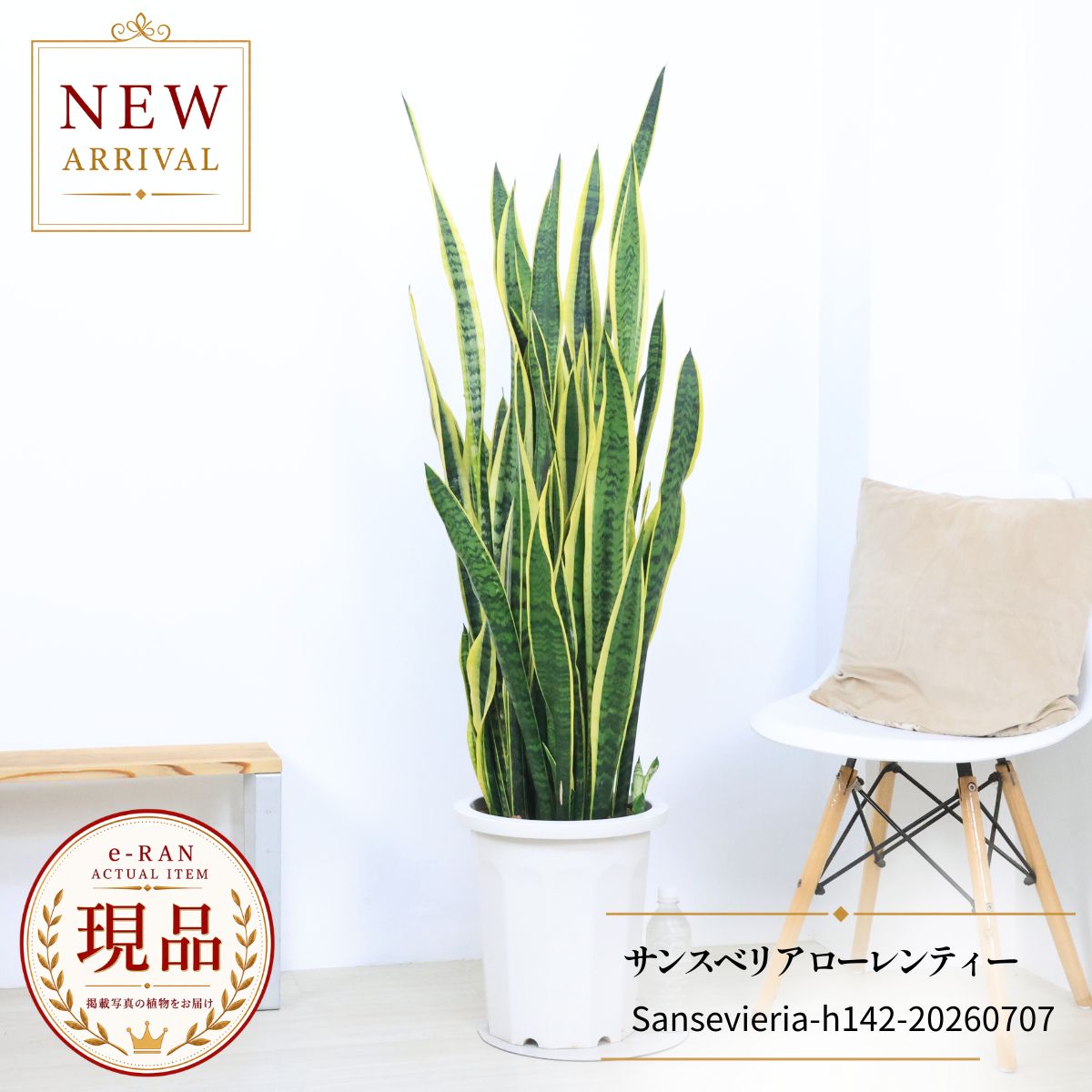 サンスベリア ローレンティー 観葉植物 大型 10号鉢 高さ約142cm 現品発送 開店祝い 開業祝い 事務所移転祝い 新築祝い オフィス ギフト ビッグサイズ 厳選
