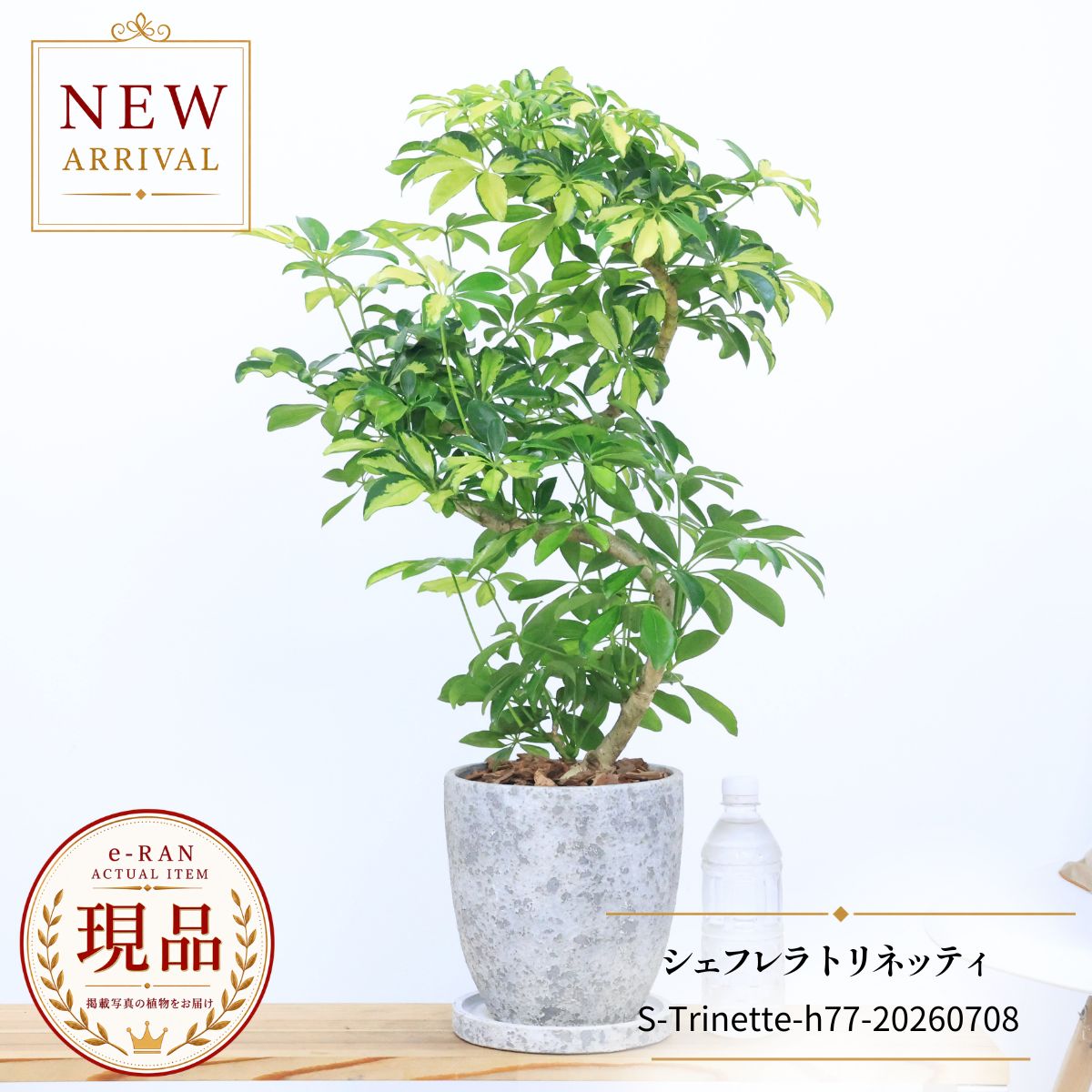 シェフレラ トリネッティ 観葉植物 斑入り 7号鉢 高さ約77cm S字樹形 現品発送 エッグセメントポット 受皿付き ホンコンカポック 黄斑 中斑 開店祝い 新築祝い ギフト