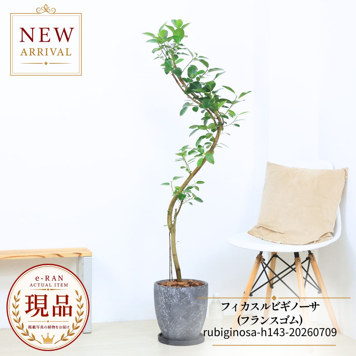 フランスゴム フィカス ルビギノーサ 観葉植物 8号鉢 高さ約143cm エッグセメントポット 現品発送 大型 曲がり樹形 ゴムの木 開店祝い 新築祝い ギフト ゴムノキ ふらんすごむ 気根