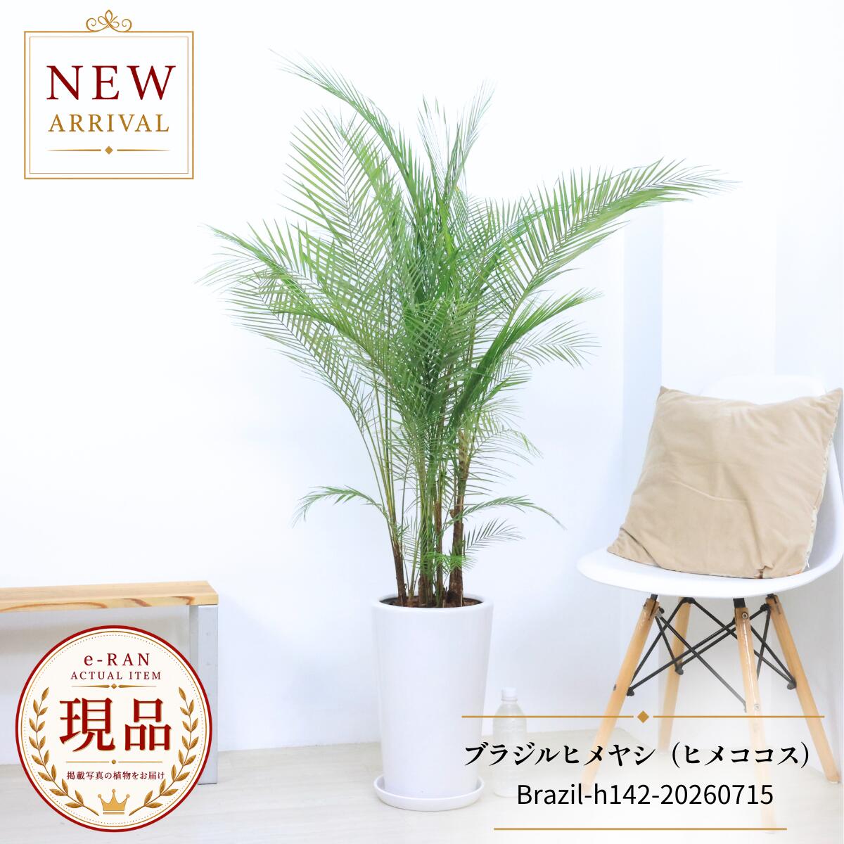 楽天市場】ブラジル ヤシ（花・観葉植物｜花・ガーデン・DIY）の通販