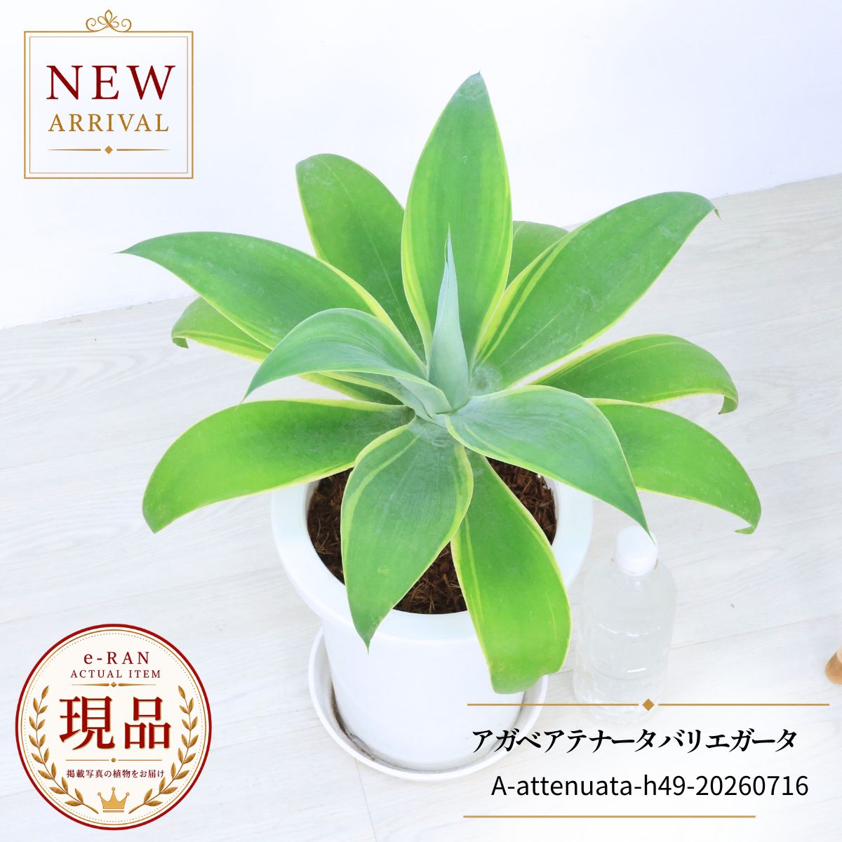 楽天市場】agave attenuataの通販