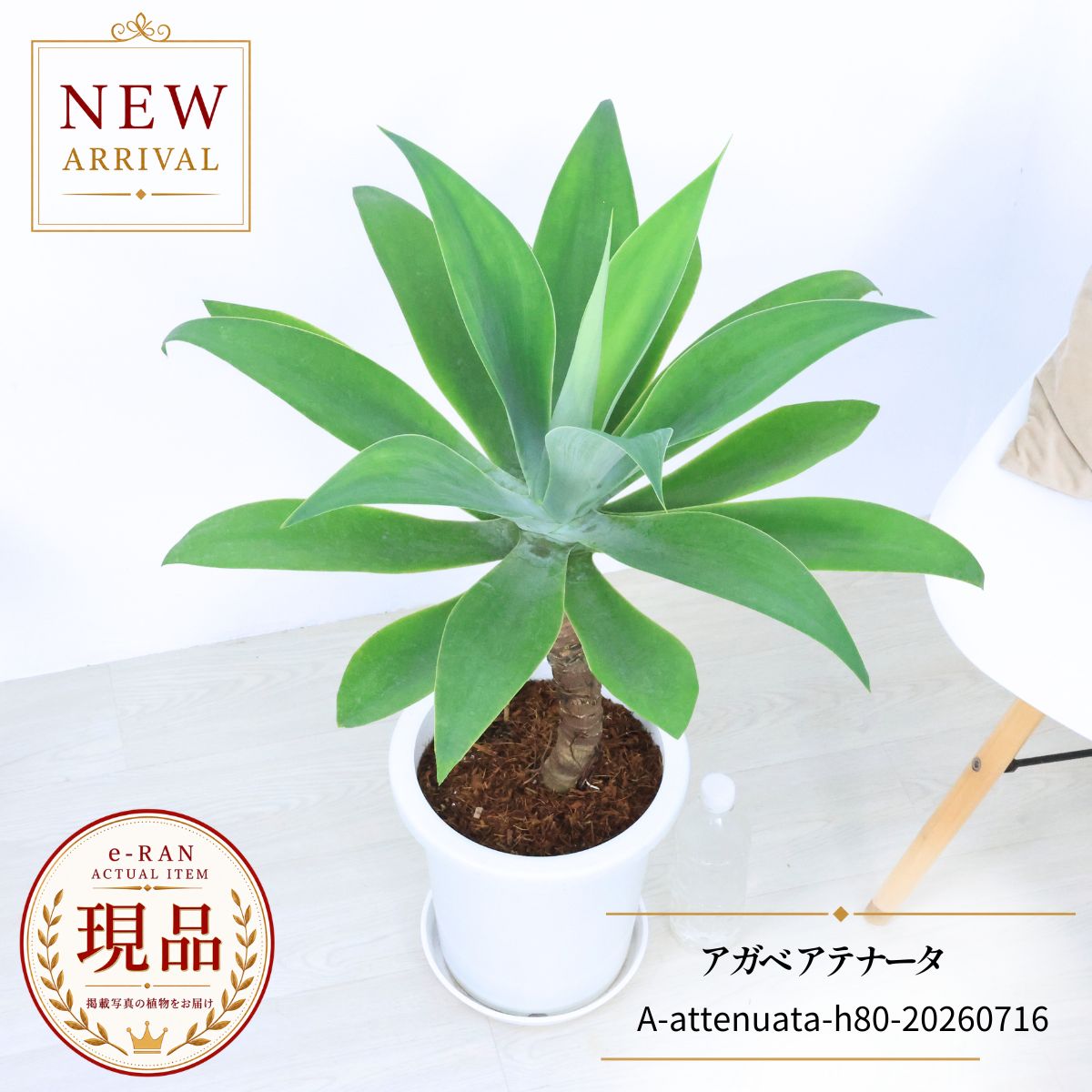 楽天市場】agave attenuataの通販