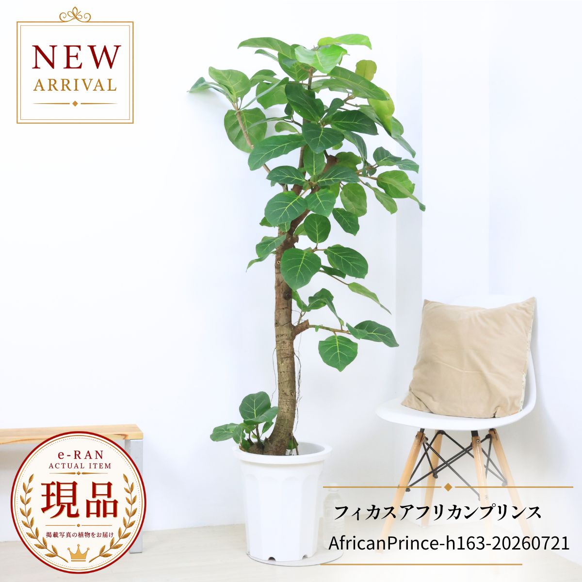 楽天市場】フィカス アフリカンプリンス（花・観葉植物｜花・ガーデン