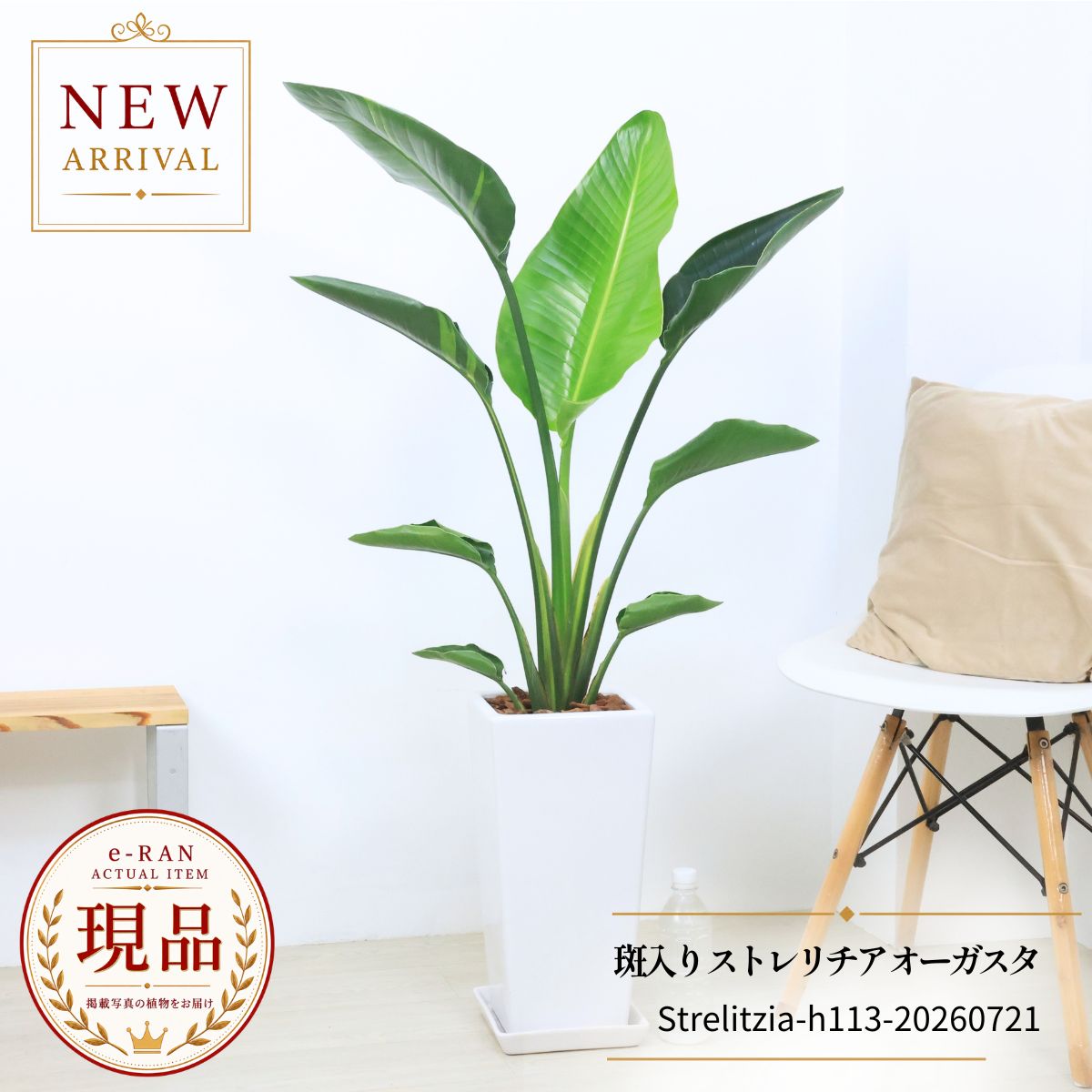 エントリーP10倍！斑入り ストレリチア オーガスタ 観葉植物 高さ約113cm 現品発送 陶器鉢 入手困難 希少 Strelitzia nicolai variegata ニコライ 瑠璃極楽鳥花 トロピカル ギフト