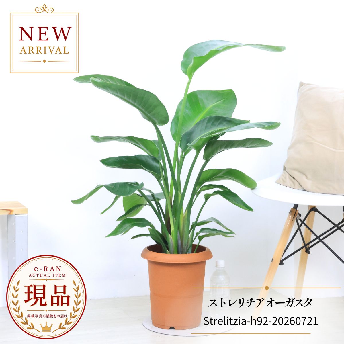 エントリーP10倍！ストレリチア オーガスタ 観葉植物 8号鉢 高さ約92cm 4株立ち 現品発送 ニコライ Strelitzia nicolai 瑠璃極楽鳥花 バードオブパラダイス トロピカル インテリアグリーン ギフト