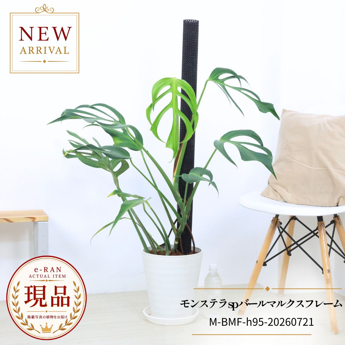 エントリーP10倍！モンステラ sp バールマルクスフレーム 観葉植物 8号鉢 高さ約95cm 現品発送 白鉢 Monstera sp Burle Marx's Flame ディラセラータ 希少種 レア アロイド ギフト