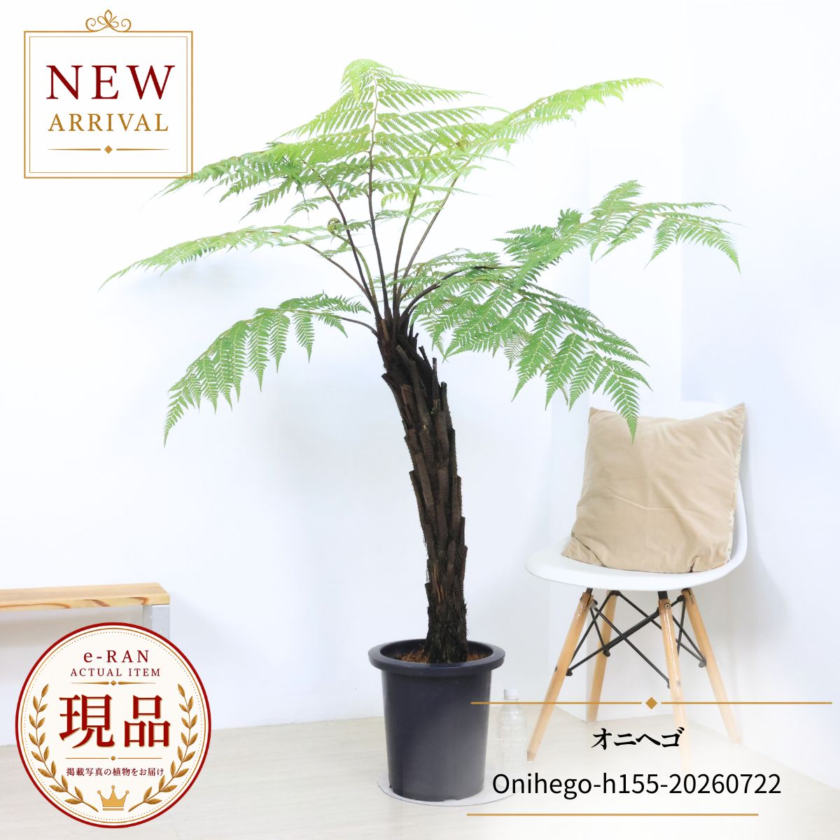 オニヘゴ シダ植物 観葉植物 9号鉢 高さ約155cm 現品発送 大型シダ …