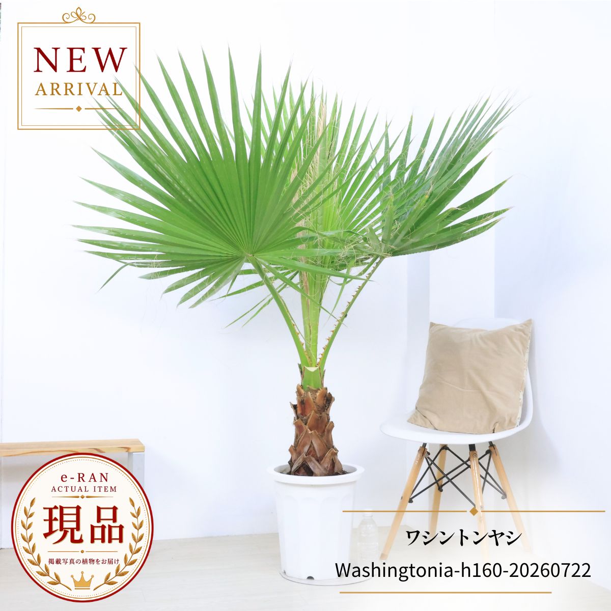 エントリーP10倍！ワシントンヤシ 観葉植物 10号鉢 高さ約160cm 現品発送 大型ヤシ ワシントンパーム フィリフェラ Washingtonia filifera 単幹性 南国ムード アジアン 庭木 ギフト