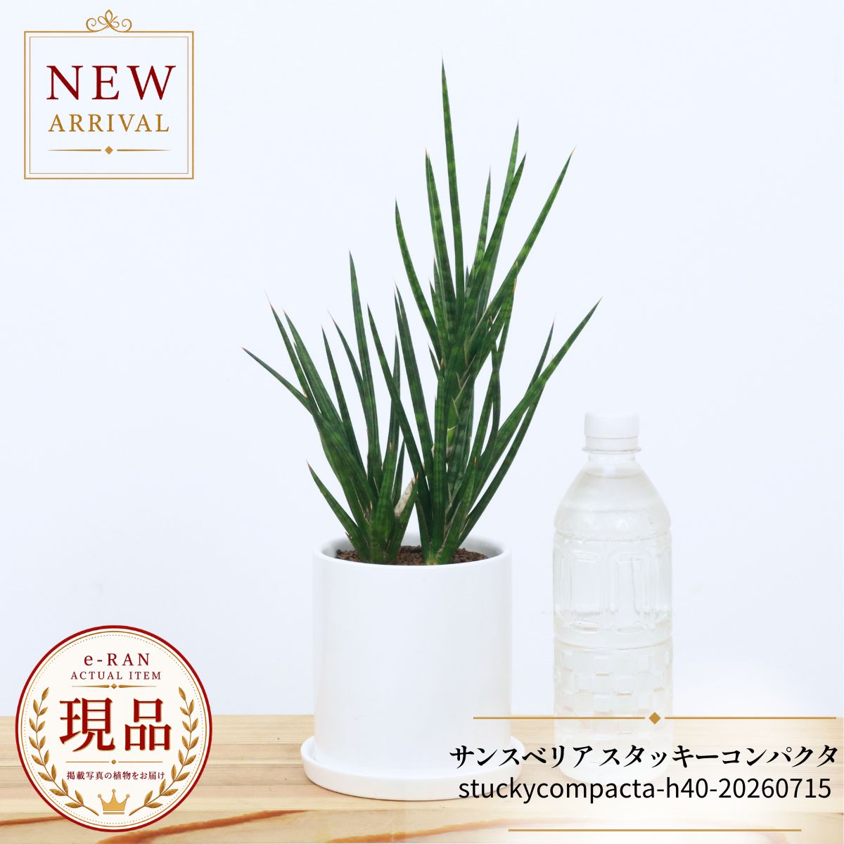 楽天市場】レア 希少（種類（植物）サンスベリア）（観葉植物｜花