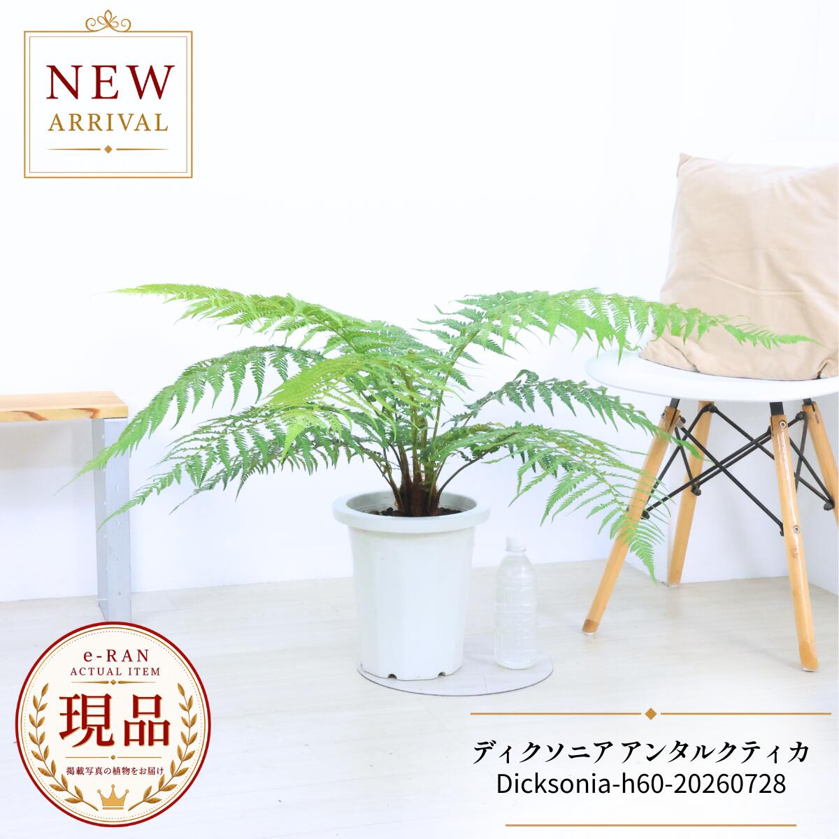 楽天市場】ディクソニア アンタルクティカ（花・ガーデン・DIY）の通販