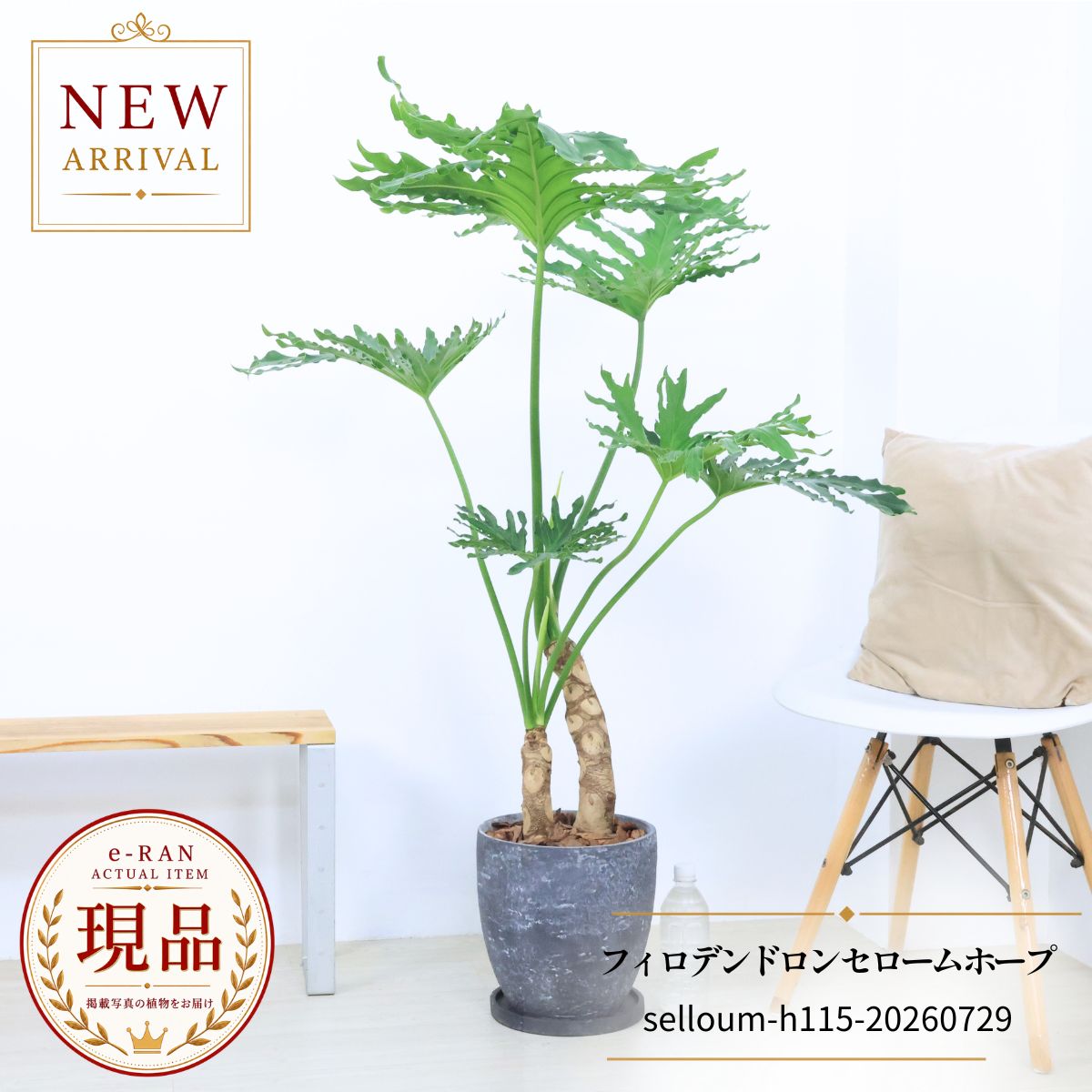 フィロデンドロン セローム ホープ 観葉植物 8号鉢 高さ約115cm 現品発送 エッグセメントポット 株立ち 幹上がり 耐陰性 乾燥に強い ギフト ヒトデカズラ