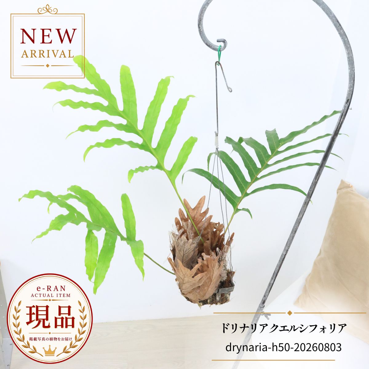 楽天市場】着生シダ（観葉植物｜花・観葉植物）：花・ガーデン・DIYの通販