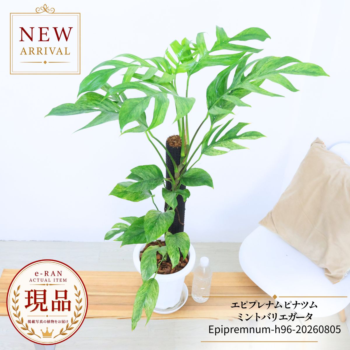 エピプレナム ピナツム ミントバリエガータ 観葉植物 7号鉢 高さ約96cm前後 【現品発送】 希少種 斑入り レア品種 斑入りピナツム 白 つる性 マドカズラ似た 細い葉 切れ込みのある葉