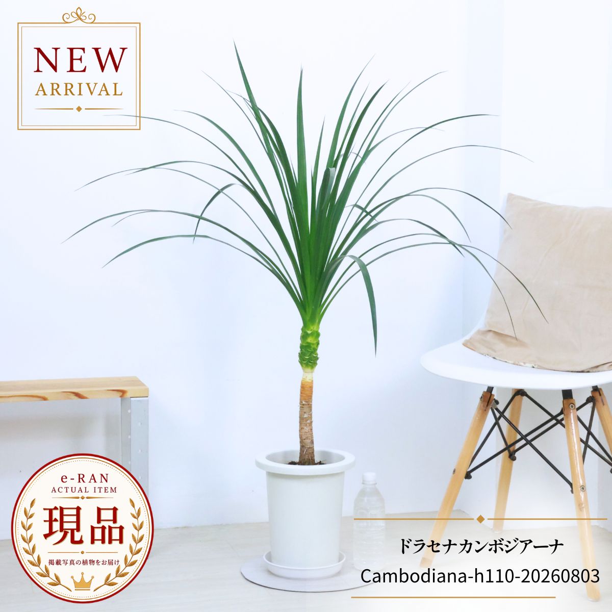 楽天市場】希少種（種類（植物）ドラセナ（幸福の木））（花・ガーデン