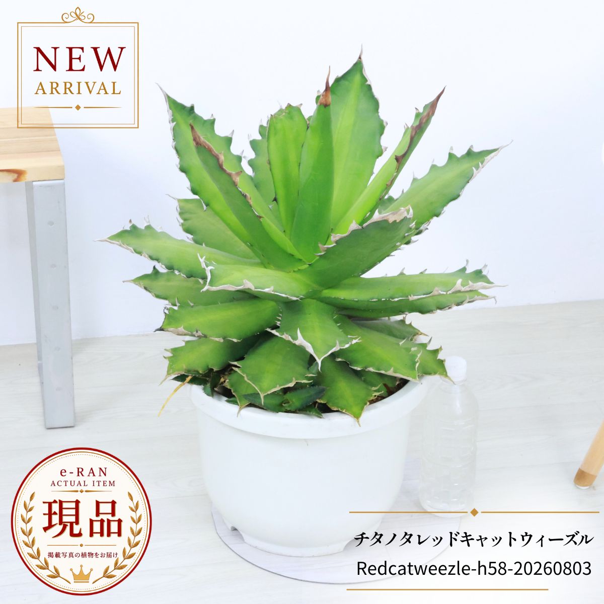 現品 アロエ メデューサ 子株 47番 ドライガーデン 多肉植物 ロック