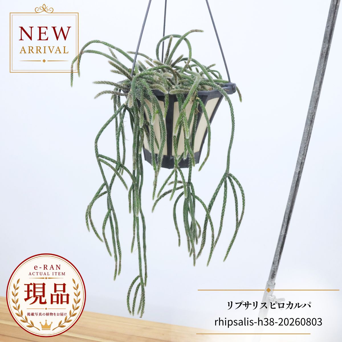 リプサリス ピロカルパ 観葉植物 多肉植物 【現品発送】 育てやすい 5号吊り鉢 サボテン つる性着生 サボテン科 リプサリス属 森のサボテン ハンギング 吊るす鉢 吊るすインテリア