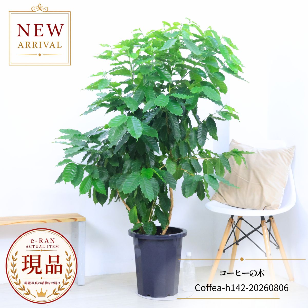 沢山の花芽付き コーヒーの木 観葉植物 厳選優良個体 高さ約142cm 10号鉢 【現品発送】 管理説明書 受皿付 肥料小袋プレゼント 耐陰性 大型 実付の良い アラビカ種 室内 アラビカ コーヒー豆