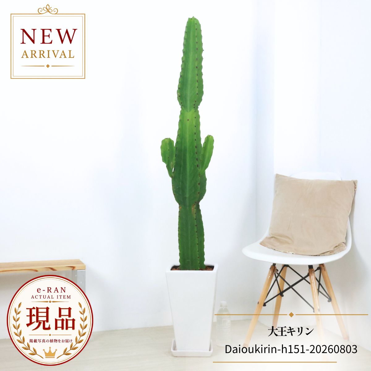 楽天市場】柱サボテン（種類（植物）サボテン・高さ（植物）131cm