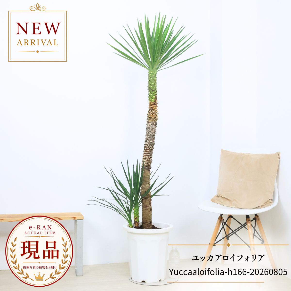 ユッカ アロイフォリア 子株付き 観葉植物 庭木 10号鉢 高さ約166cm 現品発送 厳選 大型 ドライガーデン シンボルツリー 希少 新築祝い 開店祝い ギフト Yucca aloifolia