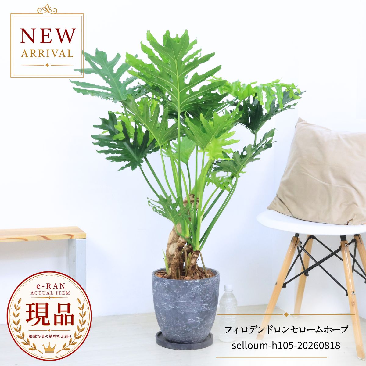 フィロデンドロン セローム ホープ 観葉植物 8号鉢 高さ約105cm 現品発送 エッグセメントポット 株立ち 幹上がり 耐陰性 乾燥に強い ギフト ヒトデカズラ