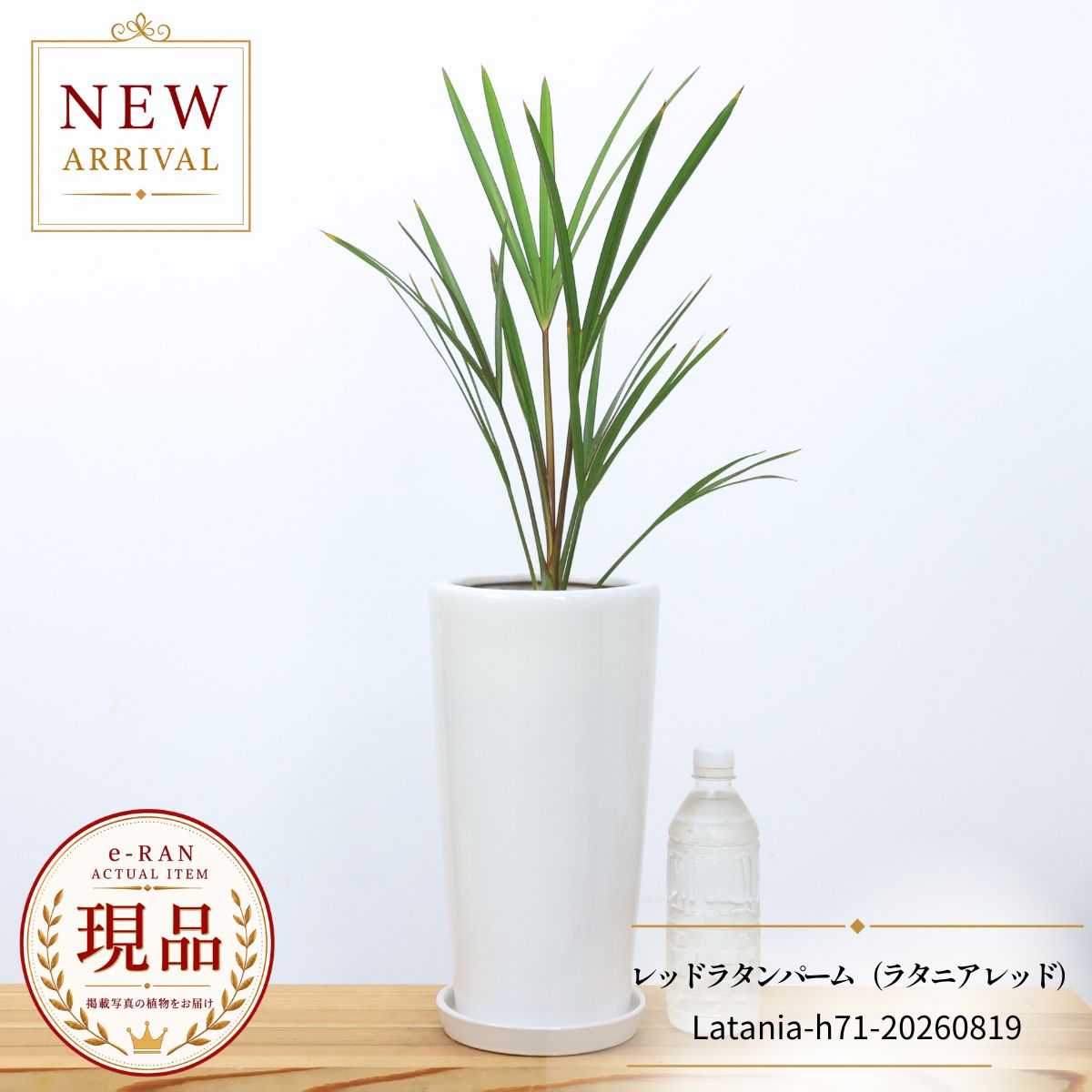 ※売り切れた場合、更新を行う為 商品ページの写真は変わってしまいます。 購入後再度確認したい場合は画像の保存をお勧めいたします。 ■ 観葉植物名 【1点もの・送料無料】モーリシャス原産で流通量の少ない希少なヤシ レッドラタンパーム (ラタニア レッド) 陶器鉢仕立 ■ 植物サイズ 鉢を含む全体の高さ約71cm前後　撮影2026/08/19 しっかりした1株仕立 ■ 植木鉢サイズ 【ラウンドホワイト陶器鉢】 ・　外寸直径約17cm ・　高さ約32.5cm ・　専用陶器受皿付 ■ 植物の説明 ★ 学名 洋名 Red Latan Palm ヤシ科 ラタニア属 ★ 元気で美しいラタニア・レッド 産直で厳選品だけをお届けさせて頂いております。 ★ モーリシャス原産の非常に珍しい品種で、国内での流通量も少なく、南国らしい存在感と気品あふれる姿から コレクターズプランツとして高い人気を誇ります。 ★ 葉柄や葉脈が鮮やかに赤く美しく幹に棘が有ります。スタイリッシュな容姿で人気の商品です。 ★ 成長とともに葉は落ち着いた緑色へ変化し、新葉との美しいコントラストを楽しめます。 ■ サービス ★ 用土の表面には、植物に優しいお洒落な園芸用インテリアバークチップを敷いてあります。（乾きを抑えお洒落な化粧です。） ★ 出荷時、2種の緩効性肥料(水を与えた時ゆっくり溶ける肥料)をマルチングの下に乗せてありますので、お届け後、1.5ヶ月間は肥料を与えなくて大丈夫です！ ★ 出荷時、葉の手入れ、病害虫予防処理等、完全処理して発送させて頂いております。 ★ 【e-RANオリジナル管理説明書・肥料小袋付き】 ★ 【立札、メッセージカード、リボン、無料！】 ※ご注文の際、備考欄に明記してお申し付けください。 ■ 主な用途 ギフト 贈答 贈り物 プレゼント 御祝 お祝い 会社設立祝い 開店祝い 開所祝い 開業祝い 移転祝い 新築祝い 引越し祝い 結婚祝い 自宅用 観賞用 贈呈用 室内用 退職祝い 御祝い 出産祝い 内祝い 誕生日 結婚記念日 ホワイトデー お返し バレンタインデー 母の日 父の日 敬老の日 風水 魔除け 開運癒し オフィス お部屋 玄関 トイレ リビング 寝室 デスク 庭 キッチン エントランス インドア ガーデニング インテリア　グリーン 自分用 お取り寄せ ポイント消化 潤いを与えてくれるパートナー 装飾 ■ 注意事項 ※現品商品は売り切れた場合、更新を行う為商品ページの写真は変わってしまいます。購入後再度確認したい場合は画像の保存をお勧めいたします。 ※全体の高さは鉢底から観葉植物の葉先までの高さとなります。 ※当店の商品は「生き物（植物）」です。 そのため、成長過程により生じるキズや、高さ・樹形の変化を理由とした返品・返金はお受けできません。 ご理解・ご了承のうえでご購入をお願いいたします。 ※実店舗販売も行っております関係でタイミングによっては売り切れてしまう場合が有ります。 (ご注文を頂きましてもタイミングによっては売り切れの場合もございます。予めご了承下さいます様宜しくお願い申し上げます。) ※発送前に、薬剤の散布およびマルチングの下への化成肥料等の施肥を行っております。個人差はございますが、肥料のにおいが気になる場合がございます。その際は、お手数ではございますが、肥料を取り除いたうえで、屋外や浴室などで全体にシャワーをかけ、薬剤等を洗い流していただきますと、においが和らぎます。なお、そのままの状態でも、時間の経過とともに薬剤の効果とあわせてにおいは自然に薄れてまいります。 ※領収書など、その他、料金表示のあるものは希望が無い限り発行しておりません。ご希望の場合はご購入の際備考欄にてご記入ください。 ※生きている植物の為、写真と多少変わる場合がございます。予めご了承下さい。 ■ 販売実績 商品番号　h122-20211216・h77-20260807レッドラタンパーム（ラタニア レッド）｜赤く色づく葉が美しい希少ヤシ レッドラタンパーム（ラタニア レッド / Latania lontaroides）は、 赤みを帯びた新葉と、美しく広がる扇状の葉が魅力の希少なヤシ植物です。 モーリシャス原産の非常に珍しい品種で、国内での流通量も少なく、 南国らしい存在感と気品あふれる姿からコレクターズプランツとして高い人気を誇ります。 成長とともに葉は落ち着いた緑色へ変化し、新葉との美しいコントラストを楽しめます。 基本情報 学名：Latania lontaroides 和名：ベニオオギヤシ（紅扇椰子） 英名：Red Latan Palm 分類：ヤシ科 ラタニア属 タイプ：常緑性ヤシ植物 原産地：モーリシャス 耐寒性：やや弱い（5〜10℃以上推奨） 耐暑性：強い 用途：室内インテリア、店舗装飾、シンボルプランツ、コレクション、ドライガーデン 特徴と魅力 赤く色づく新葉が美しい希少ヤシ 優雅に広がる大型の扇状葉 国内流通量が少ないコレクターズプランツ 南国リゾートを思わせる圧倒的な存在感 育て方のポイント 置き場所 日当たりと風通しの良い場所が最適 室内では明るい窓辺で管理する 暖かい季節は屋外でも元気に育つ 水やり 土の表面が乾いたらたっぷりと与える 生育期は水切れに注意する 冬はやや控えめに管理する 土と鉢 水はけの良いヤシ・観葉植物用培養土を使用 排水性・通気性の良い環境で育てる こんな方におすすめ 希少なヤシ植物を探している方 南国リゾートの雰囲気を楽しみたい方 コレクション性の高い植物が好きな方 存在感のあるシンボルプランツを飾りたい方 鮮やかな赤い新葉と優雅な扇状葉が魅力のレッドラタンパーム。 流通量が少なく、南国の雰囲気を楽しめる希少なヤシ植物です。 ※売り切れた場合、更新を行うため 商品ページの写真が変更となる場合がございます。 購入後に同一株をご確認されたい場合は画像の保存をおすすめいたします。