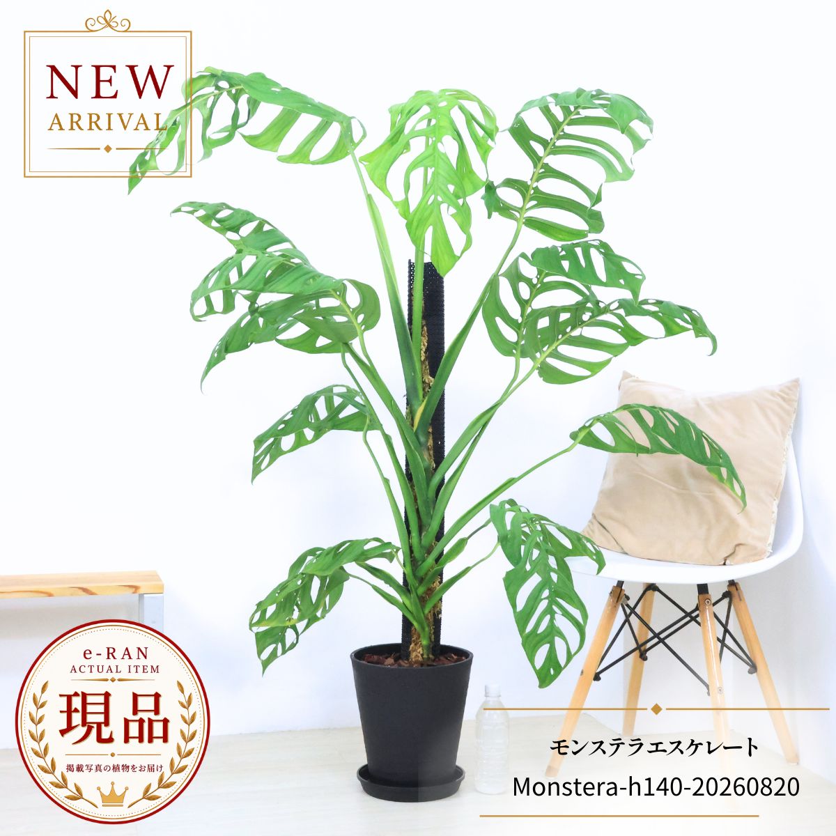 モンステラ エスケレート 8号鉢 観葉植物 高さ約140cm 【現品発送】 厳選 レア物 大株 入手困難 珍しい おしゃれな観葉植物 新築祝い 開店祝い 誕生日祝い 結婚祝い モンステラの仲間 つる性