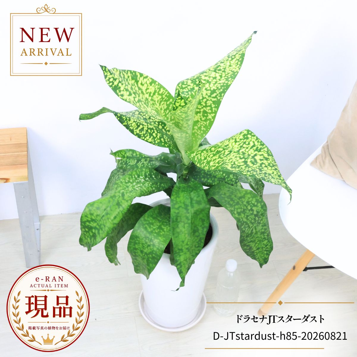 楽天市場】希少種（種類（植物）ドラセナ（幸福の木））（花・ガーデン