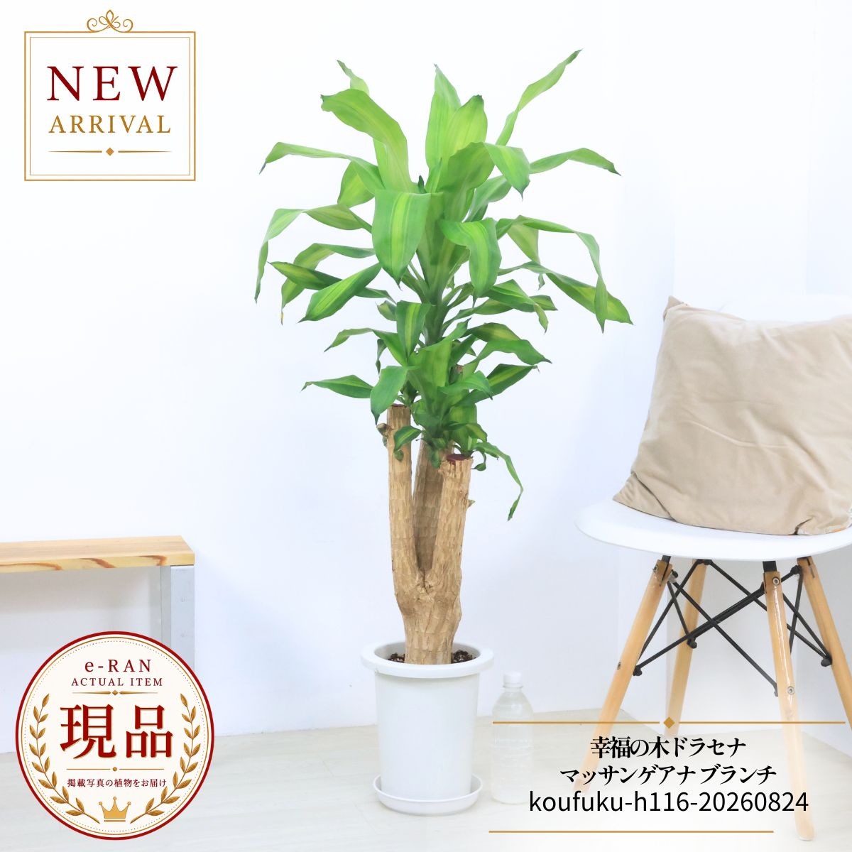 ドラセナ マッサンゲアナ 幸福の木 観葉植物 7号鉢 高さ約116cm 現品発送 ブランチ仕立て 極太 育てやすい 開店祝い 開業祝い 新築祝い ギフト