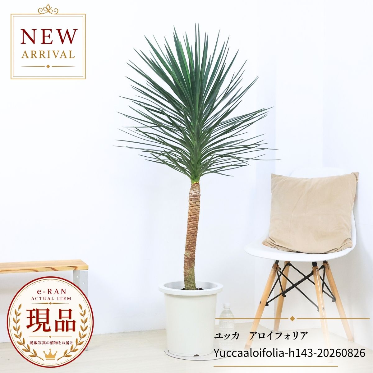 ユッカ アロイフォリア 観葉植物 大型 庭木 9号鉢 高さ約143cm 【現品発送】 管理説明書 受皿付き 肥料小袋プレゼント ドライガーデン 希少種 アメリカンスタイル センジュラン 千寿ラン 千寿蘭