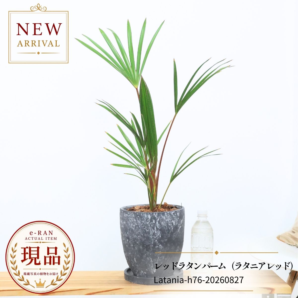 楽天市場】赤（種類（植物）ヤシ）の通販