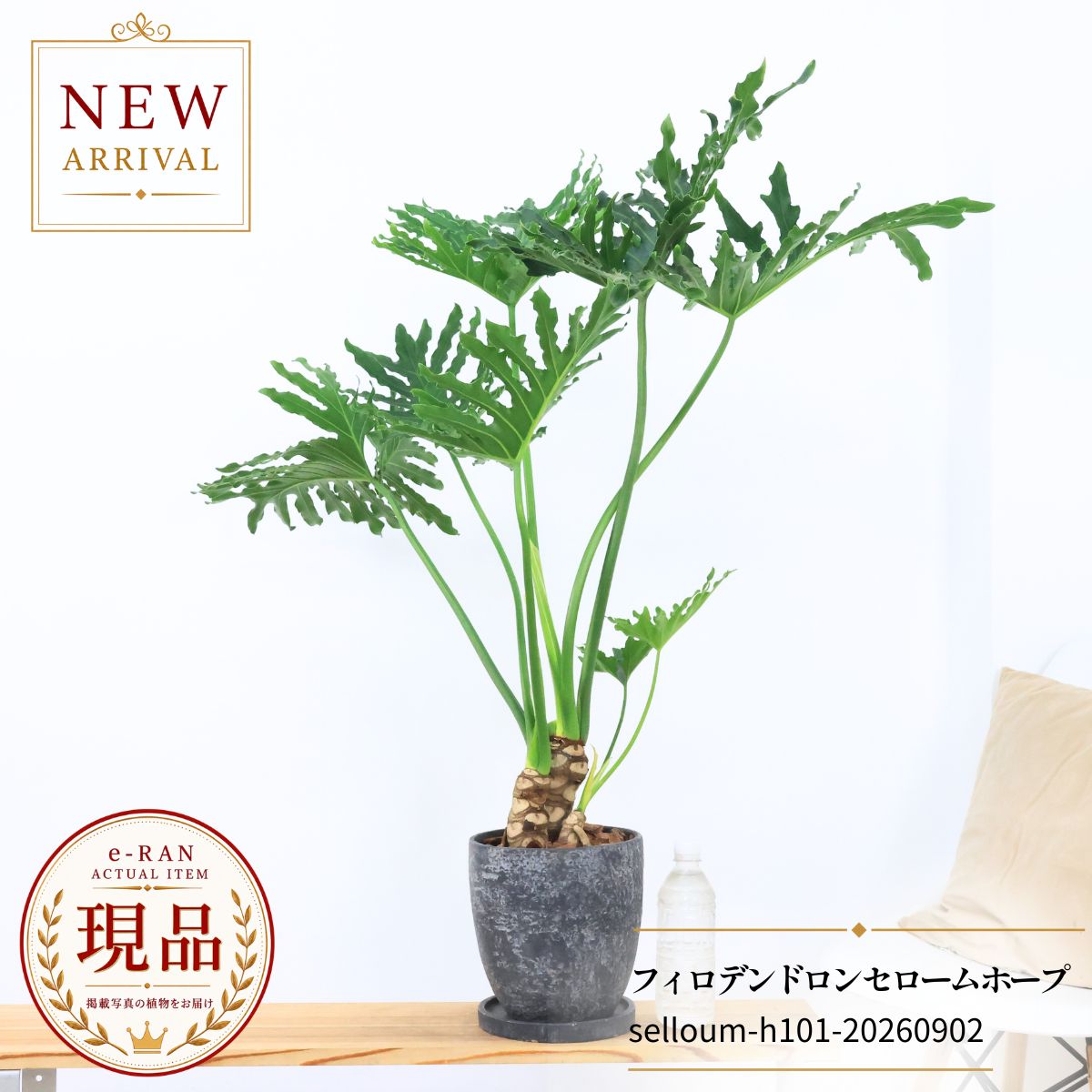 楽天市場】観葉植物 セローム 7号の通販