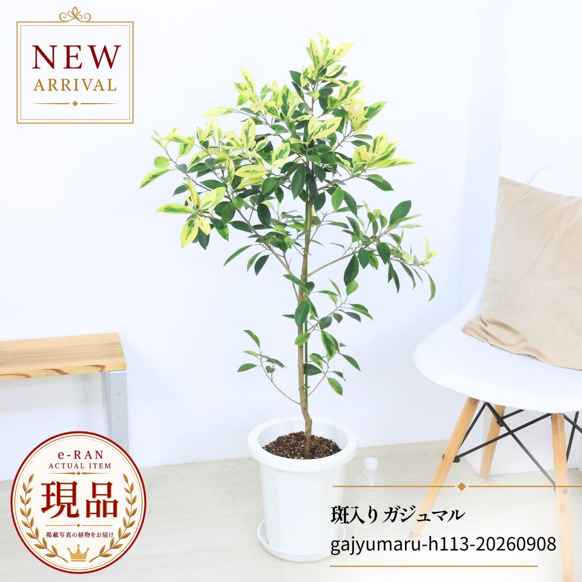 楽天市場】斑入り ガジュマルの通販
