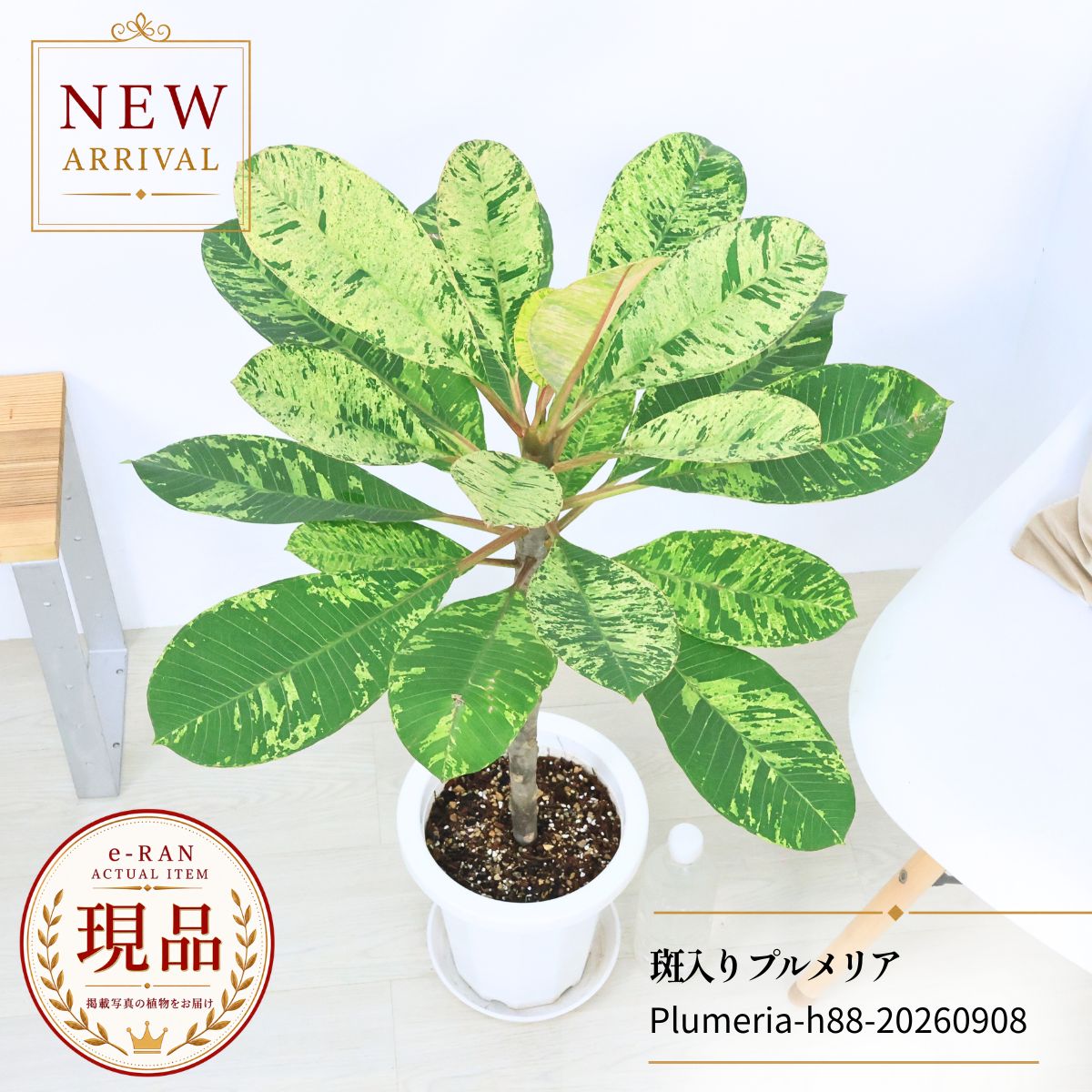 楽天市場】プルメリア の 育て 方の通販