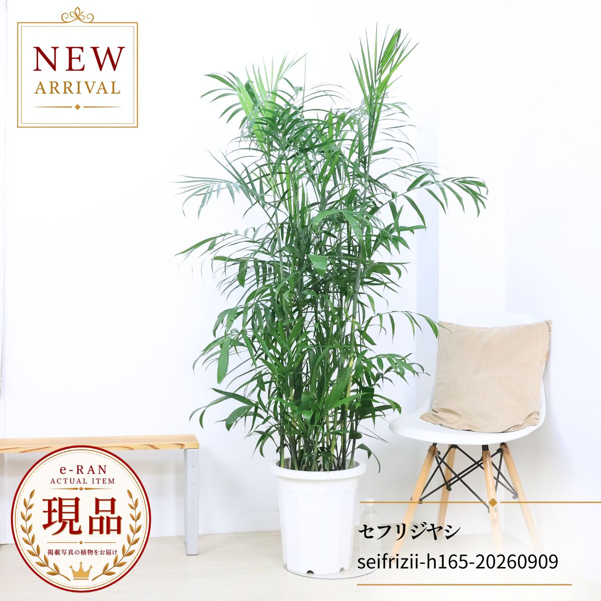 楽天市場】観葉植物 パキラ 現品の通販