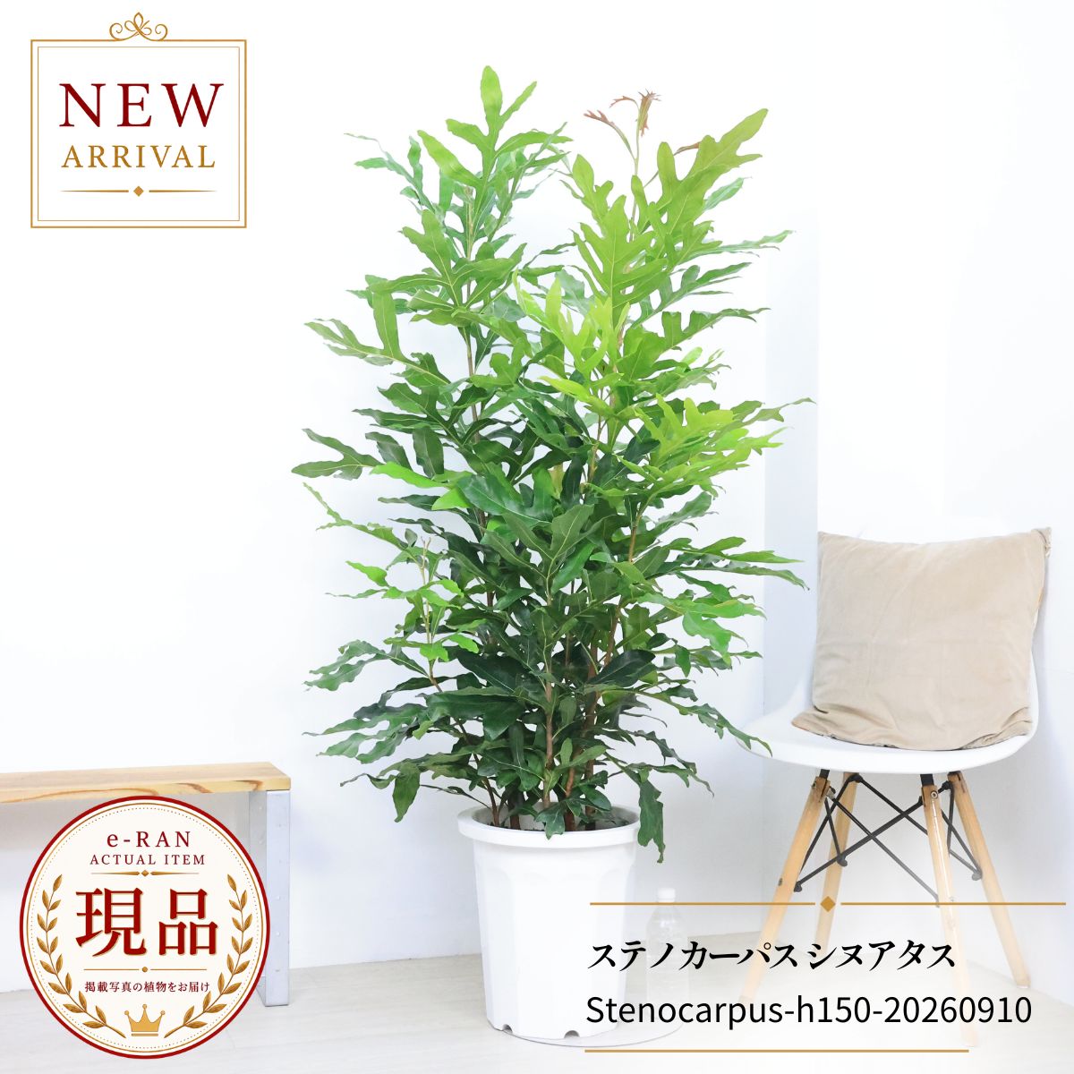 ステノカーパス シヌアタス 観葉植物 10号鉢 高さ約150cm 現品発送 大型…