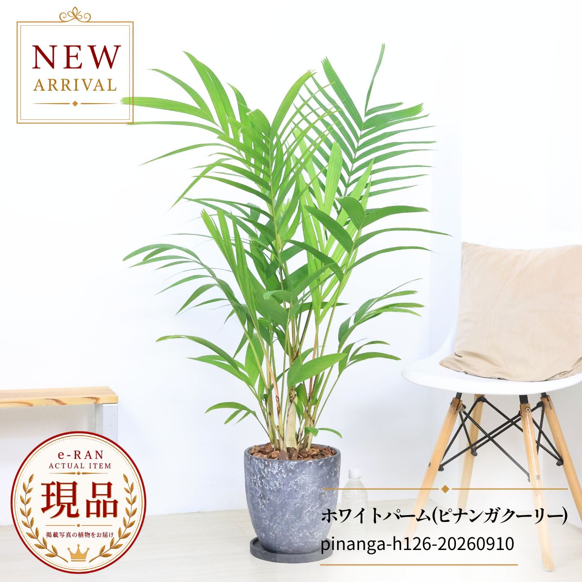 楽天市場】ユスラヤシ キングパームの通販