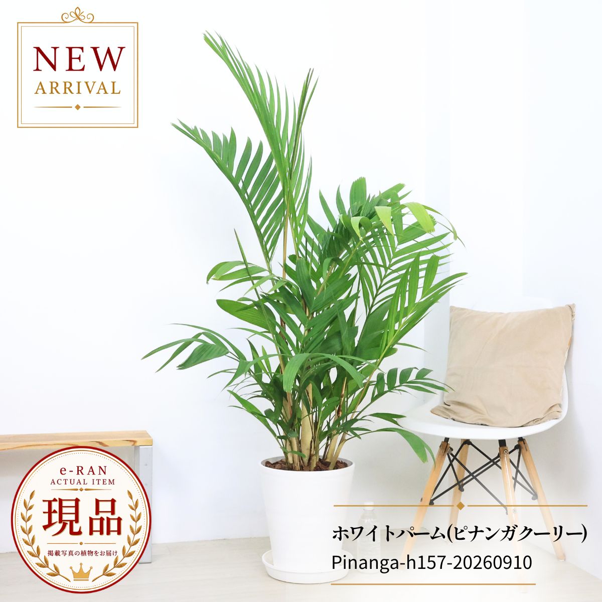 楽天市場】大型（種類（植物）ヤシ）（観葉植物｜花・観葉植物）：花