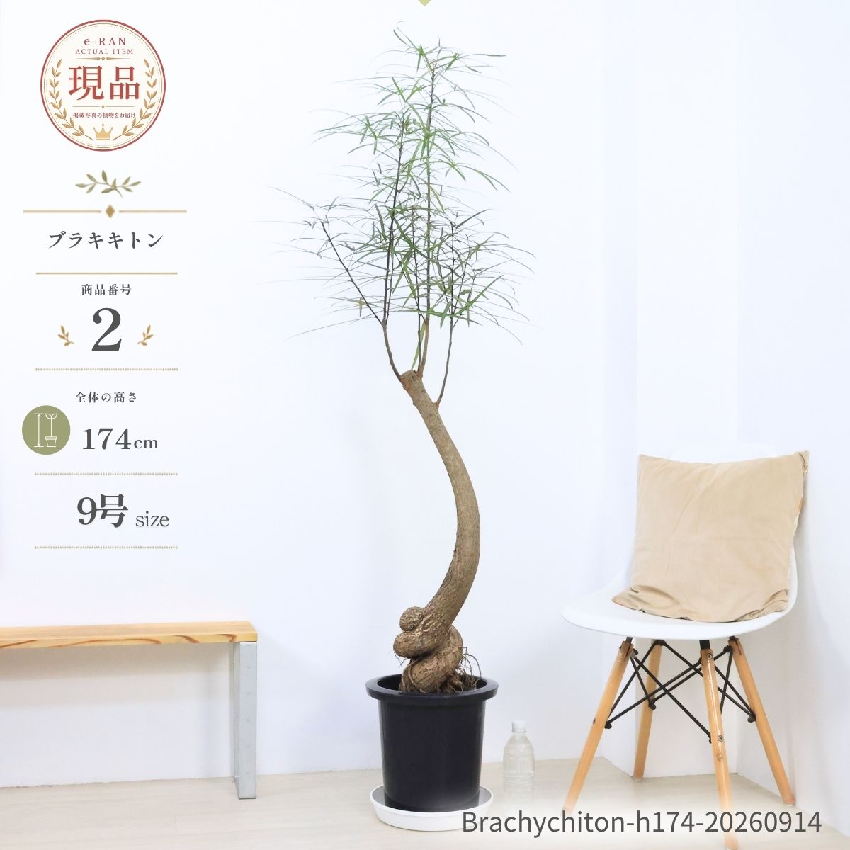 楽天市場】観葉 植物 ボトル ツリーの通販