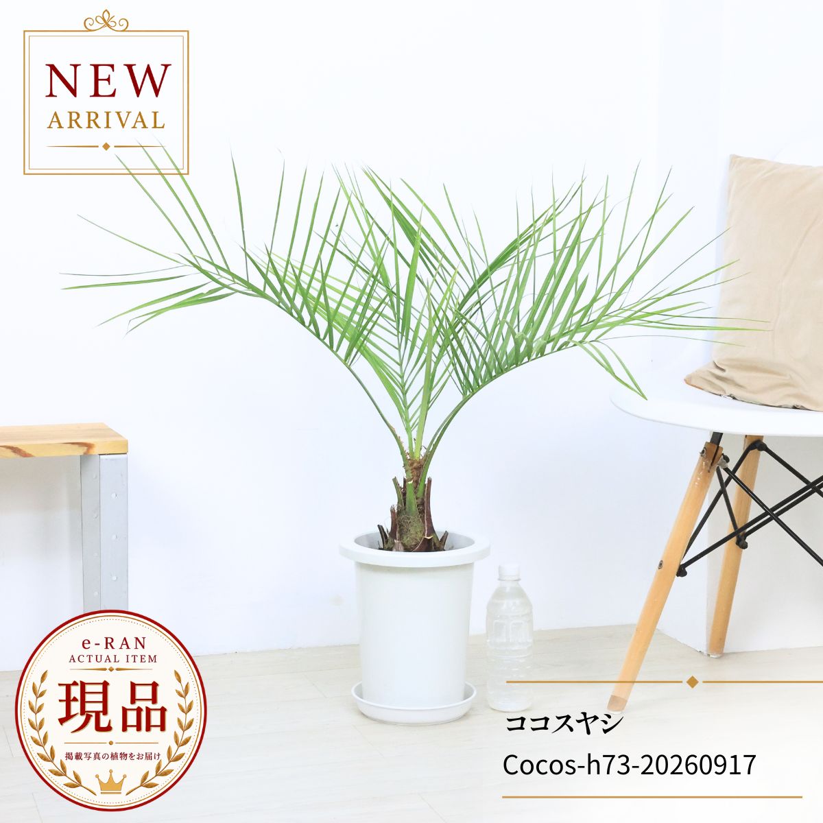 楽天市場】シルバー（種類（植物）ヤシ）（観葉植物｜花・観葉植物