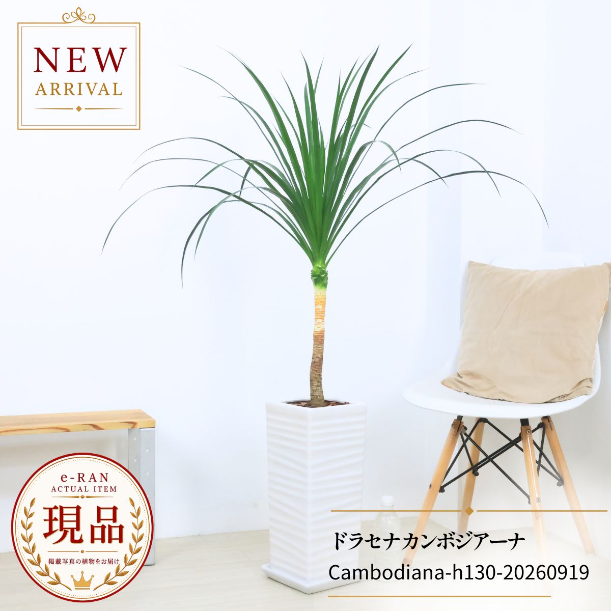 楽天市場】レア 希少（種類（植物）ドラセナ（幸福の木））（観葉植物