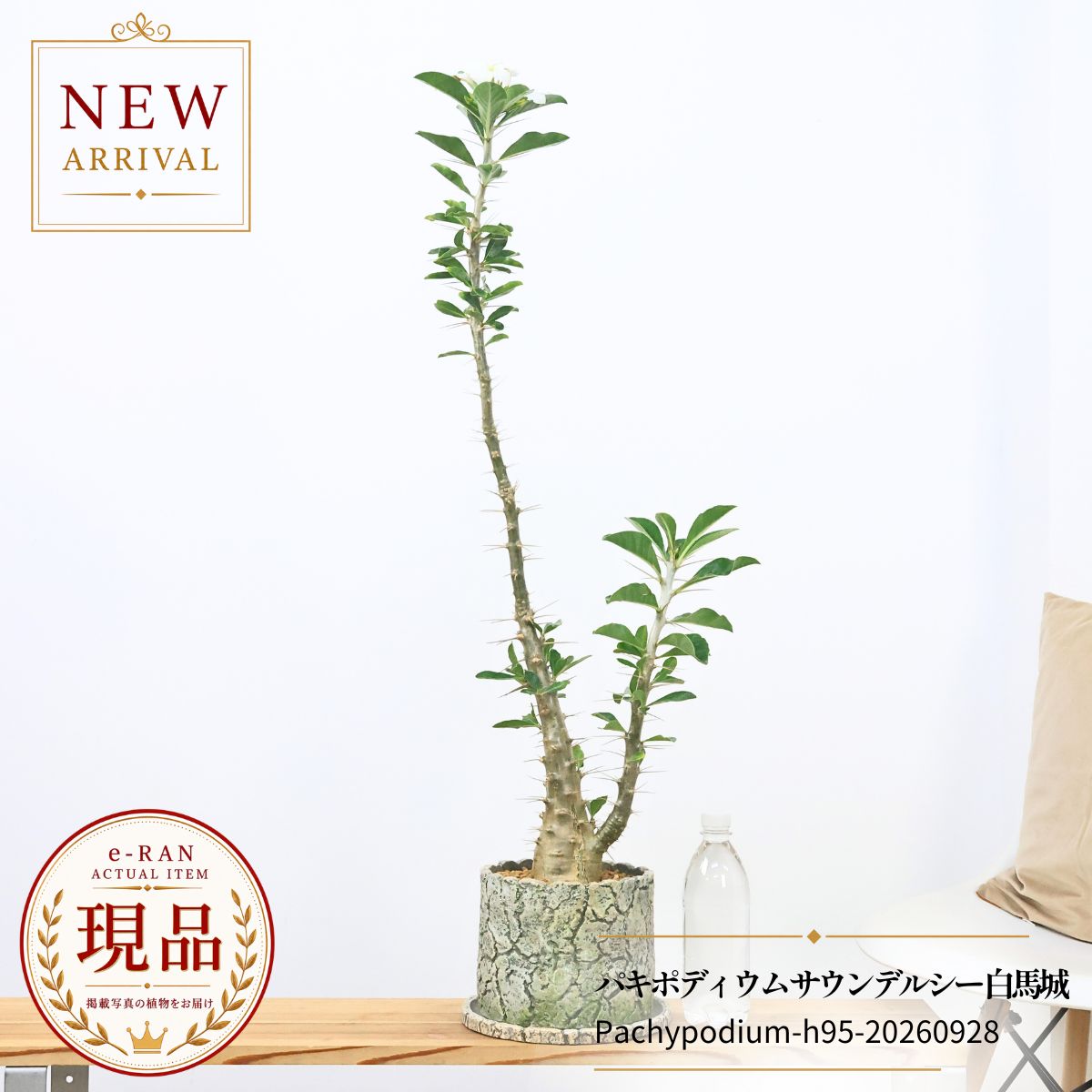 楽天市場】パキポディウム サンデルシーの通販