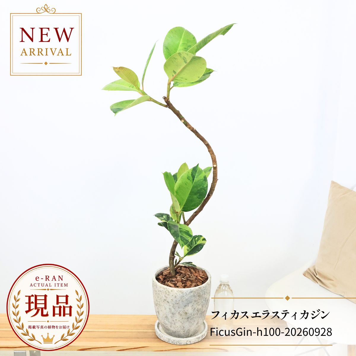 楽天市場】斑入り（種類（植物）ウンベラータ）の通販