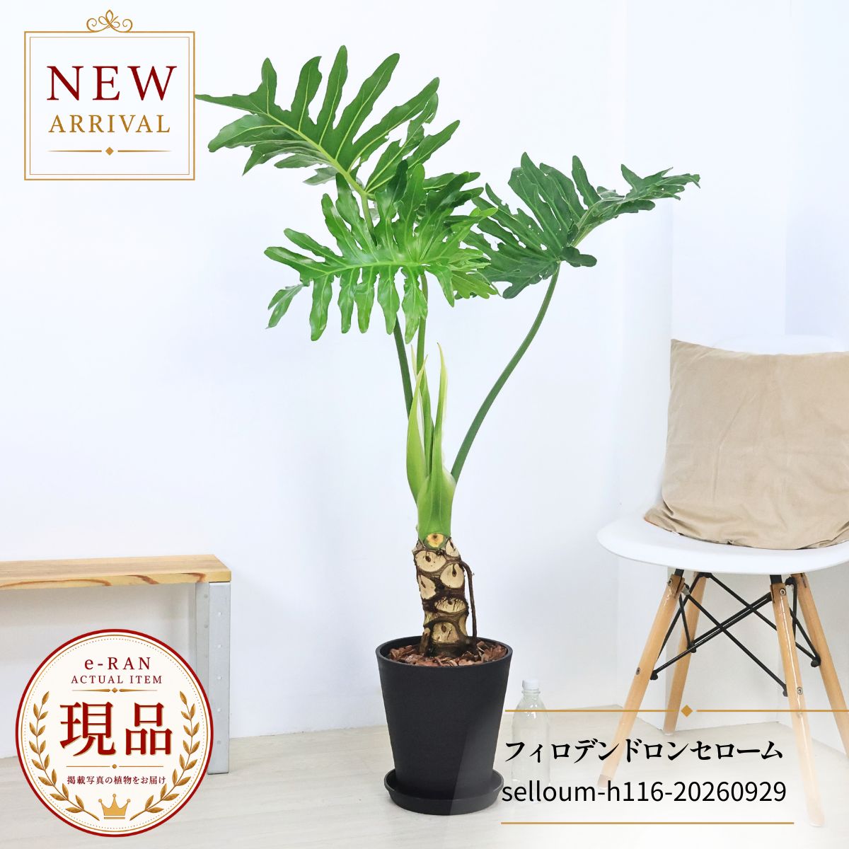 格好良い幹上がりフィロデンドロン セローム 観葉植物 株立ち 8号鉢 高さ116cm 【現品発送】 乾燥に強い 耐寒性 耐陰性 中型 人気 セラアート鉢 黒 存在感 エキゾチックな雰囲気 ヒトデカズラ