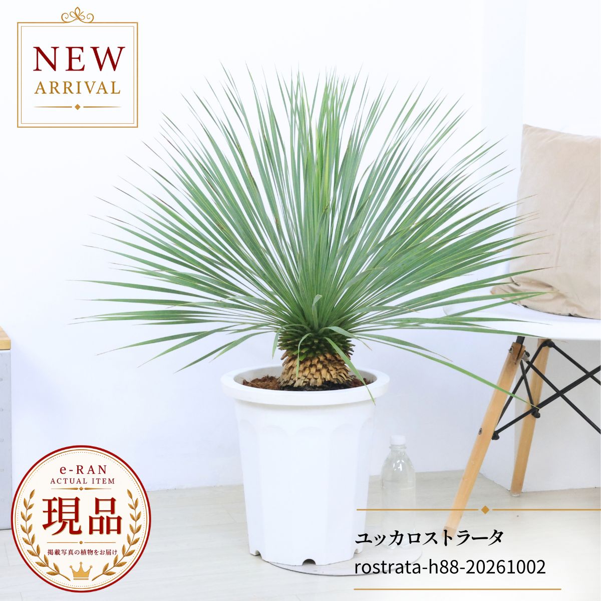 楽天市場】ユッカ ロストラータ（種類（植物）ユッカ・高さ（植物）71