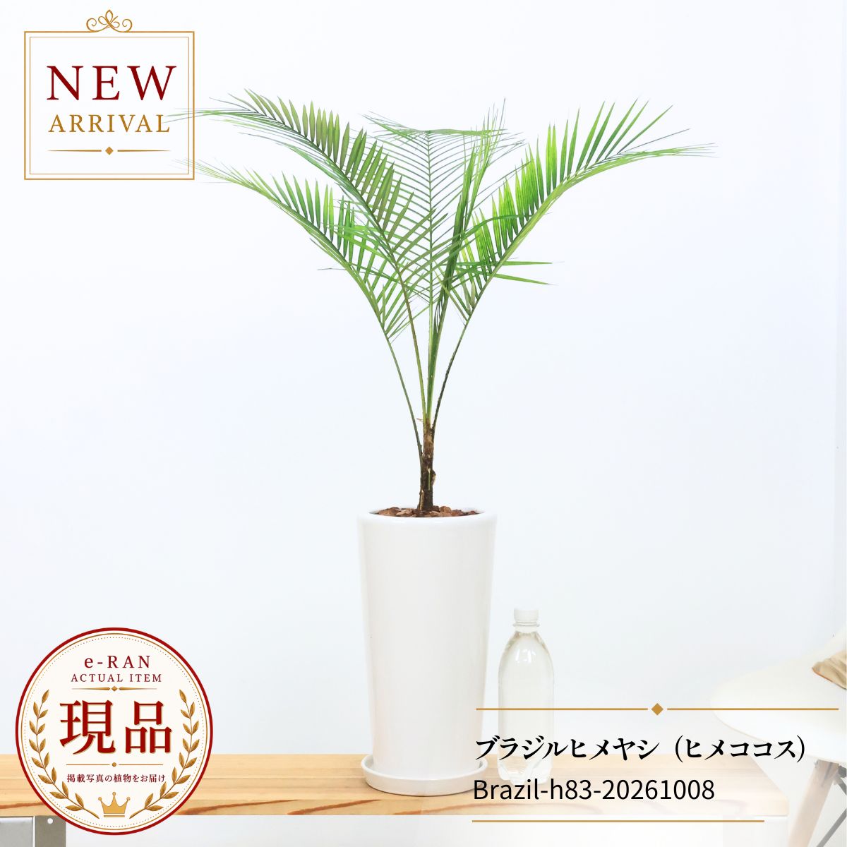 楽天市場】ブラジル ヤシ（花・観葉植物｜花・ガーデン・DIY）の通販