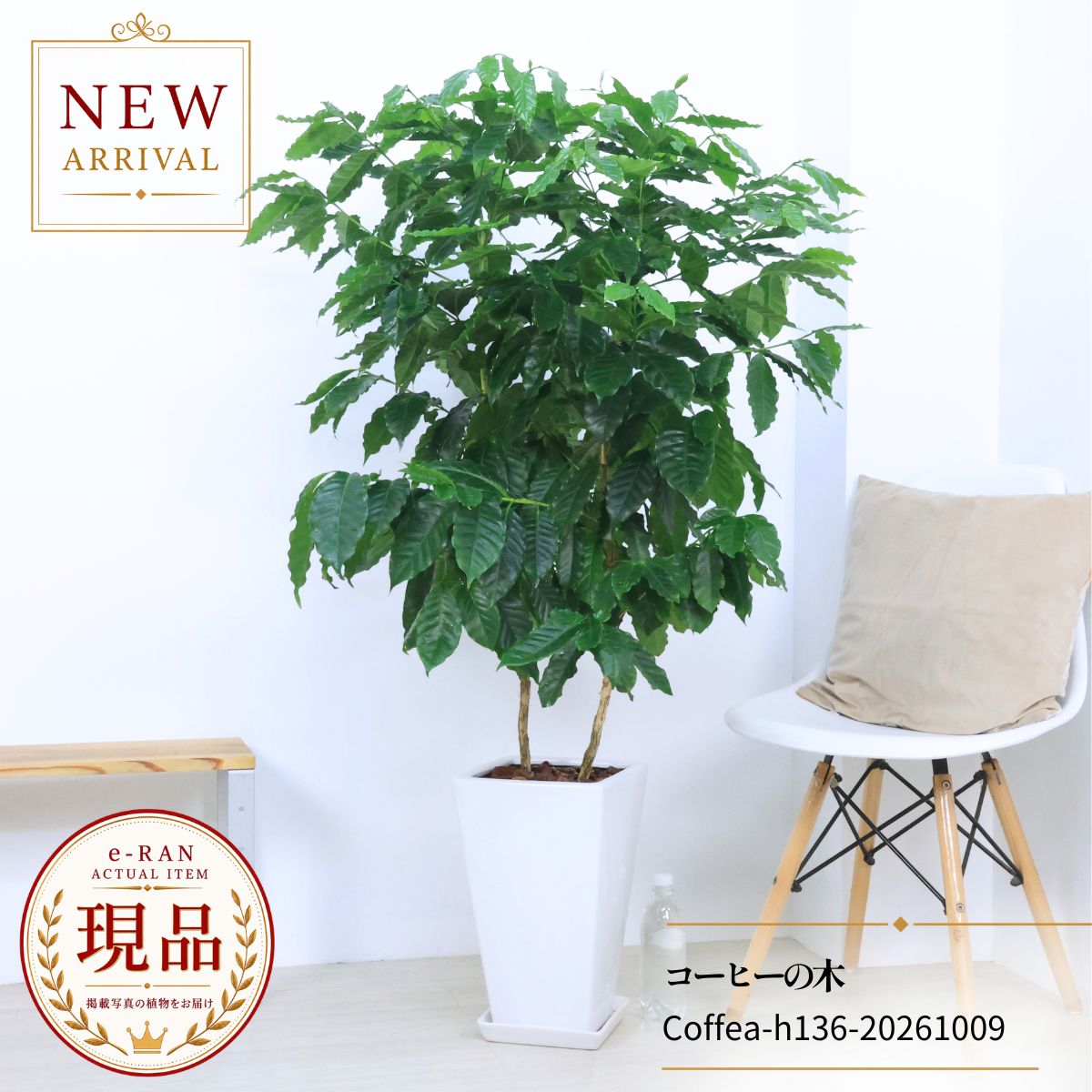 楽天市場】大型（種類（植物）コーヒーの木）（花・ガーデン・DIY）の通販