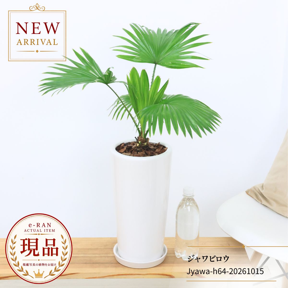 楽天市場】ビロウ（観葉植物｜花・観葉植物）：花・ガーデン・DIYの通販