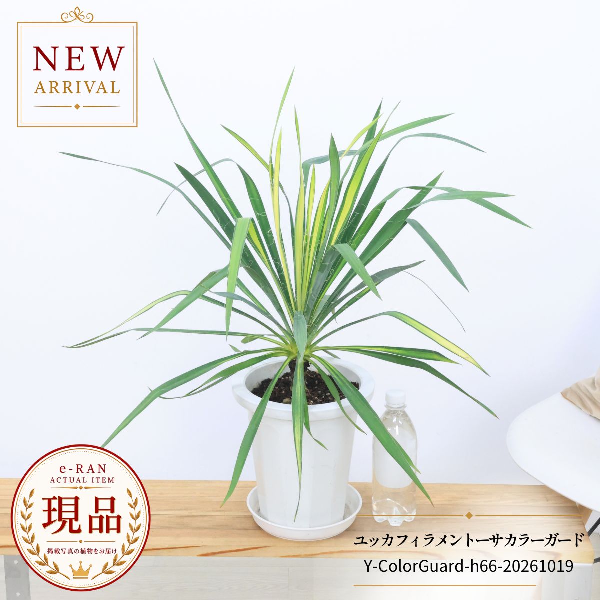 楽天市場】ユッカ フィラメントーサ（花・ガーデン・DIY）の通販