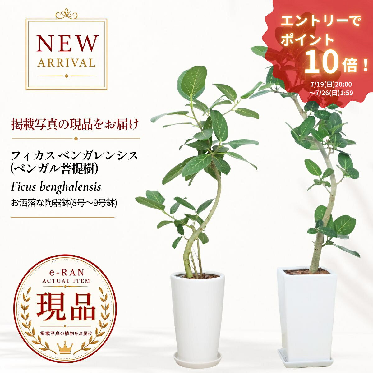 楽天市場】ゴムの木（高さ（植物）131cm ～）の通販
