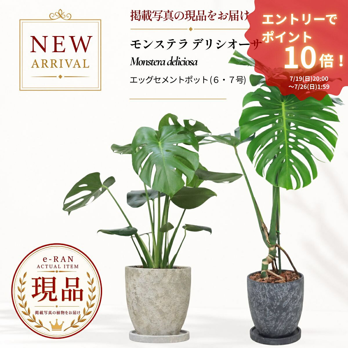 楽天市場】モンステラ デリシオーサ（観葉植物｜花・観葉植物）：花